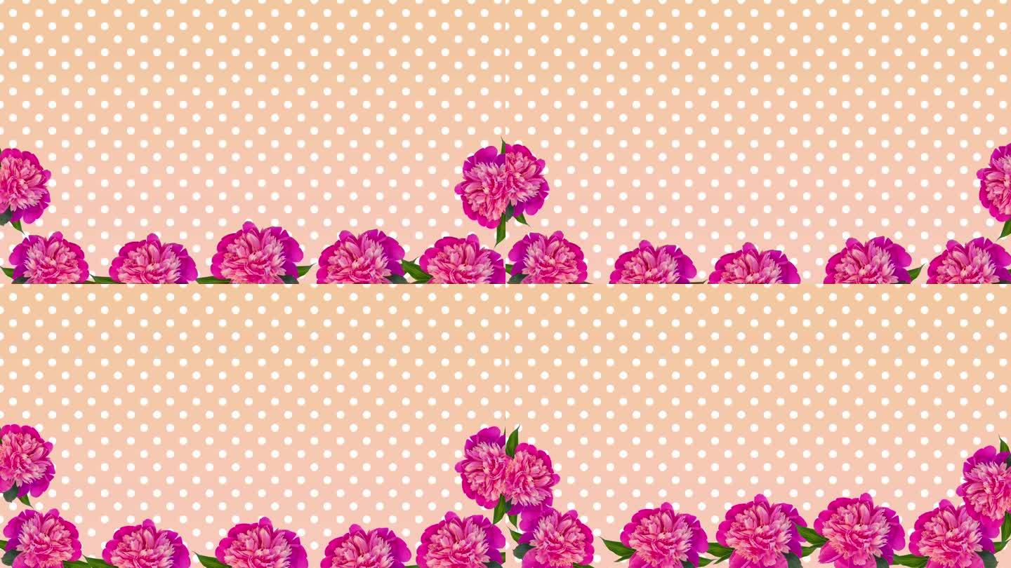 花卉背景粉色雏菊花定格运动圆点循环动画植物花店框架角构图女性视频博客开档过渡模板复制空间情人节母亲节