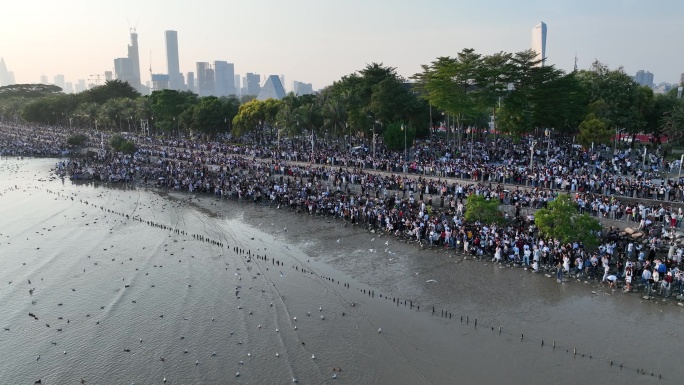 深圳湾公园围观海鸥4k