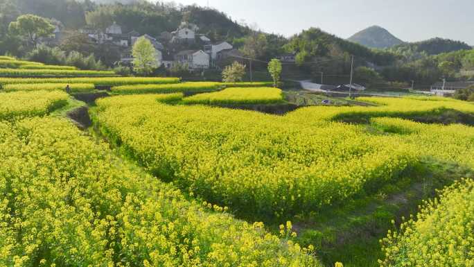 宁海西畈油菜花