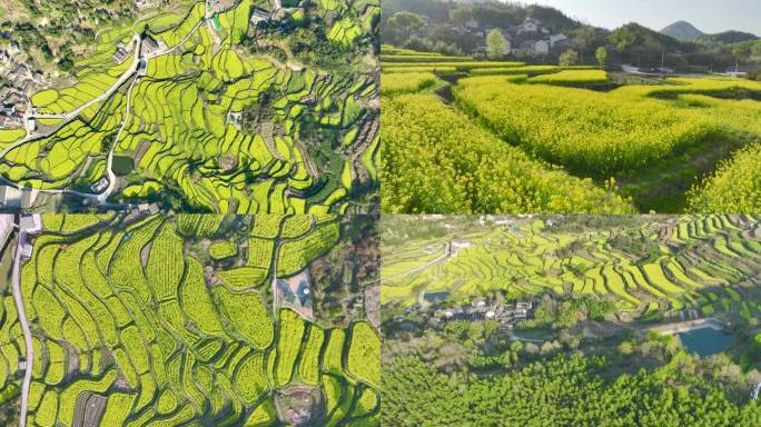 宁海西畈油菜花