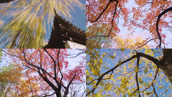 【4K】秋天五彩斑斓树叶