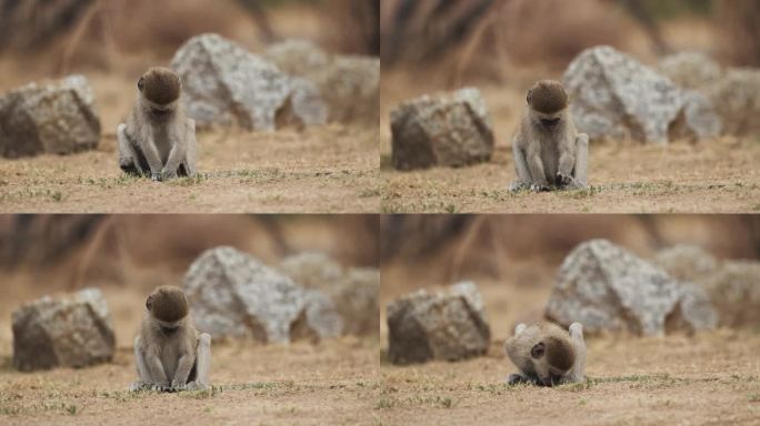 可爱的小长尾猴在干旱的土地上吃小草。近距离