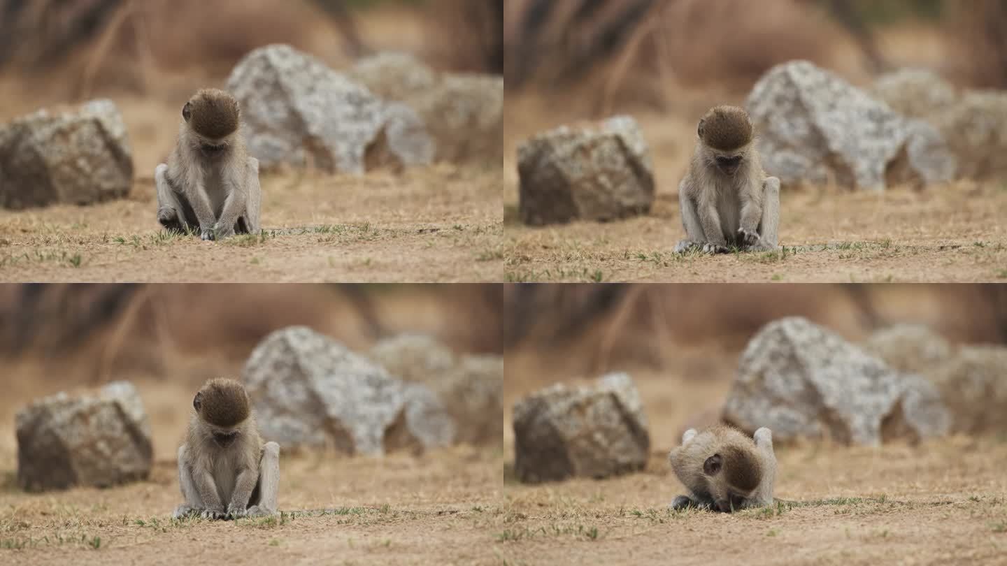 可爱的小长尾猴在干旱的土地上吃小草。近距离
