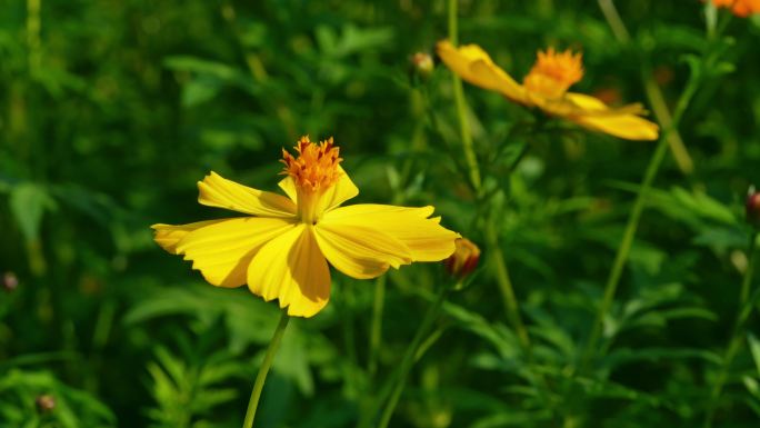 小花野花春天