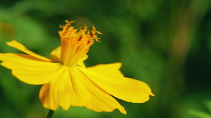 小花野花春天