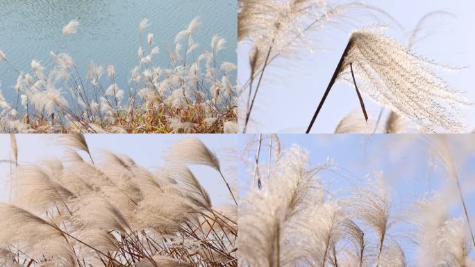 江南秋天田园湖畔湿地芦苇花开升格空镜