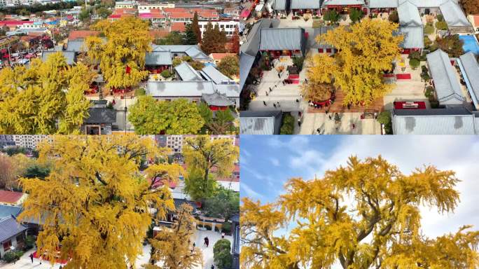 青岛城阳法海寺千年银杏古树多角度航拍