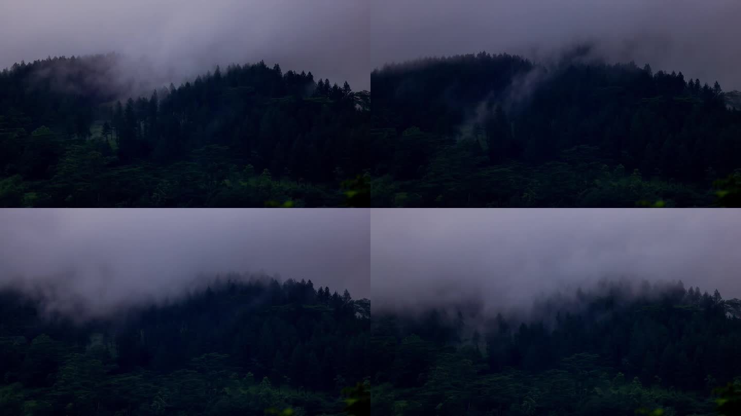 云雾森林，斯里兰卡