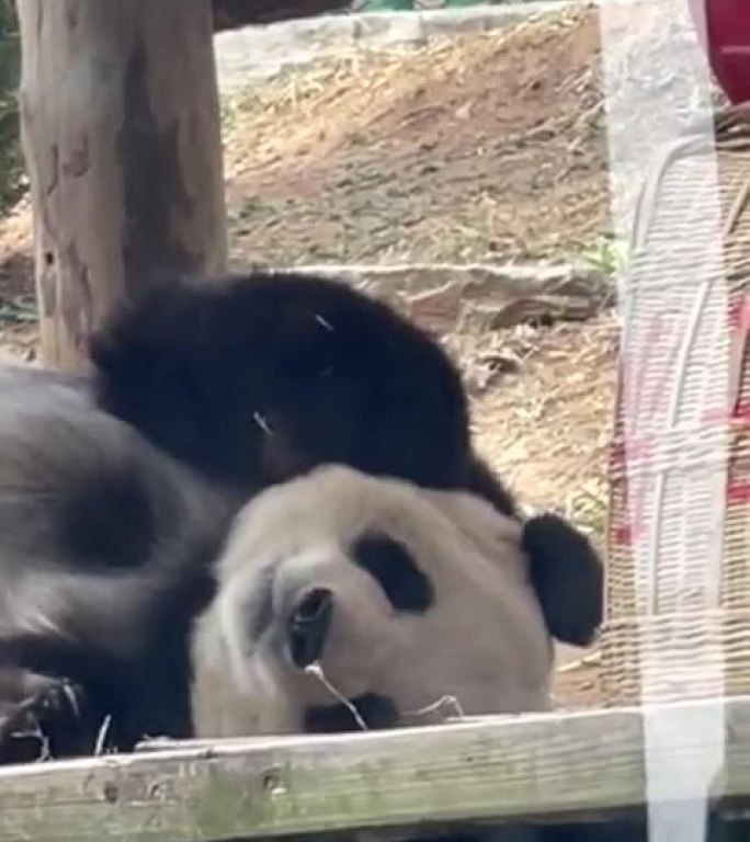 动物园 大熊猫 懒惰 开心 周末