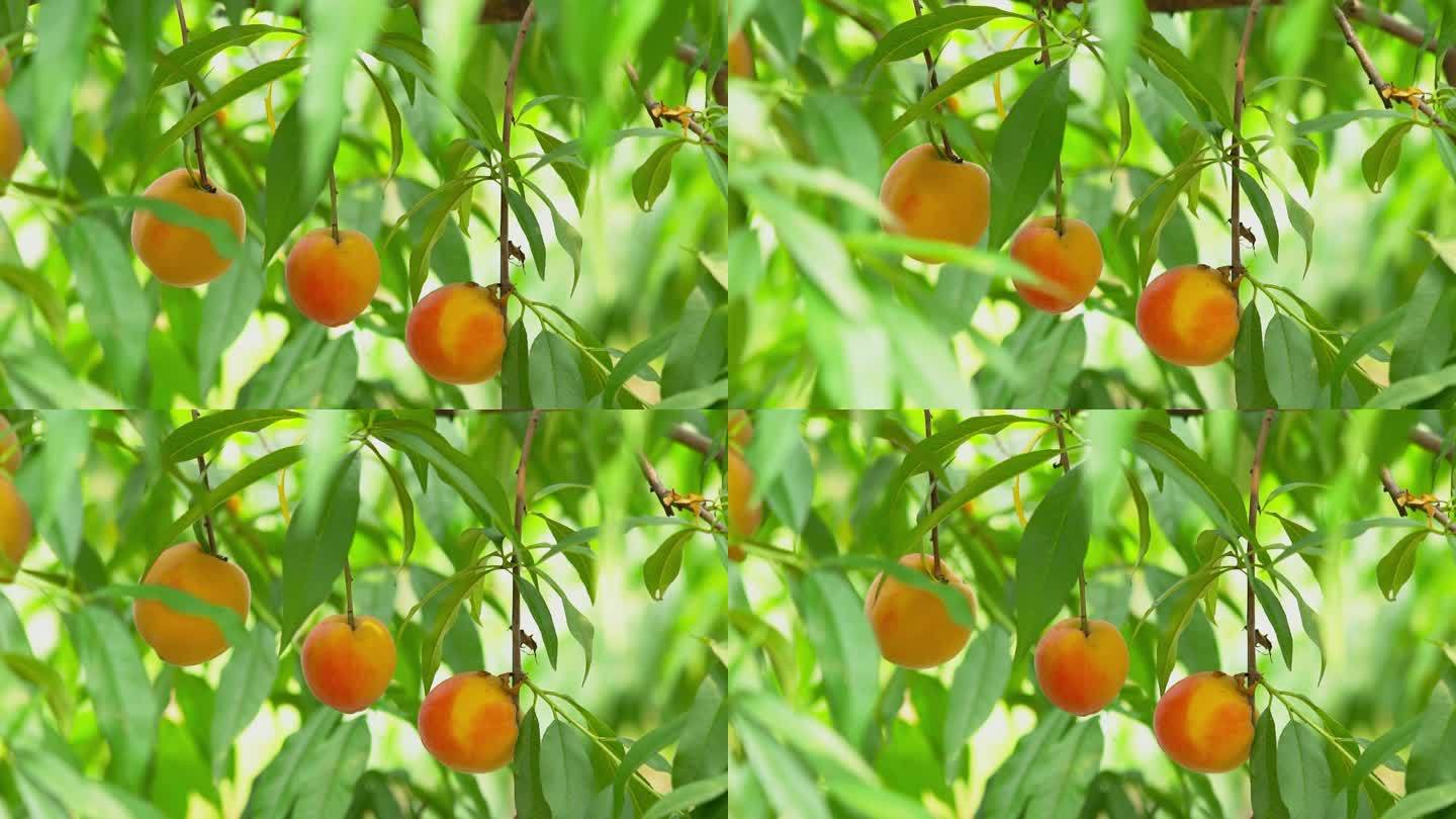 4K夏季水果枝头上的黄桃成熟丰收实拍视频