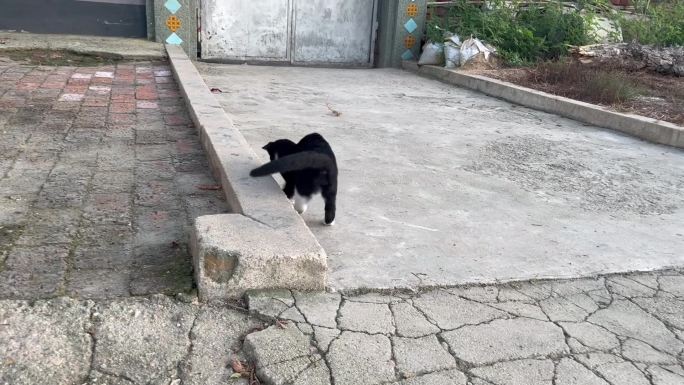 猫 流浪 黑猫 农村 害怕