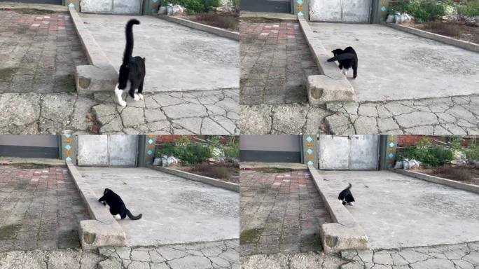 猫 流浪 黑猫 农村 害怕