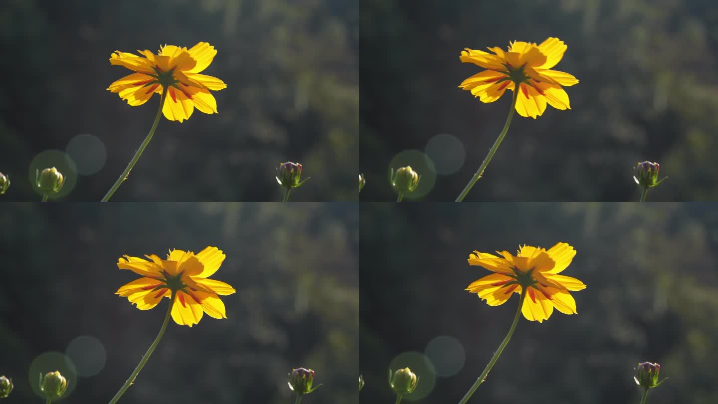 小花野花春天