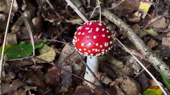 一种生长在落叶丛中的森林蘑菇