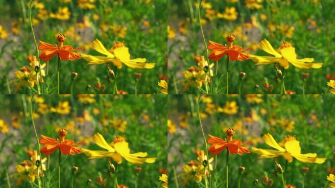 小花野花春天