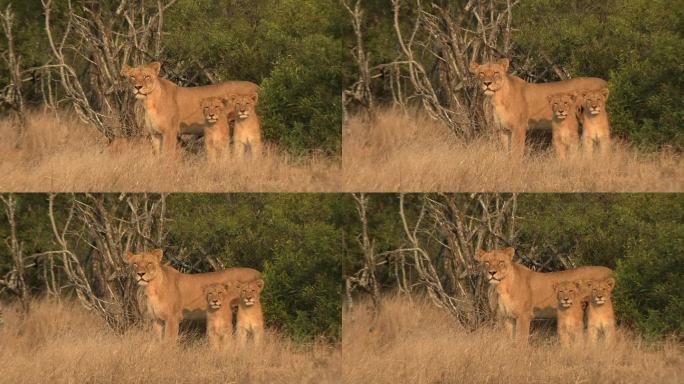 一头母狮带着她的幼崽站在灌木丛前眺望远方。