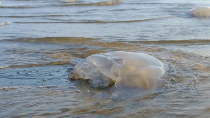 由于生态、气候和环境的原因，水母种群向海滩漂移并失去生命