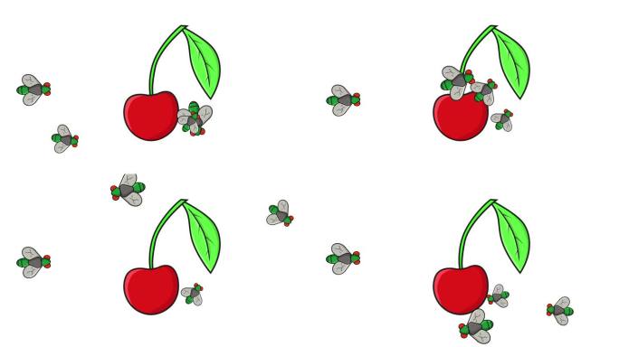 樱桃被苍蝇攻击的动画