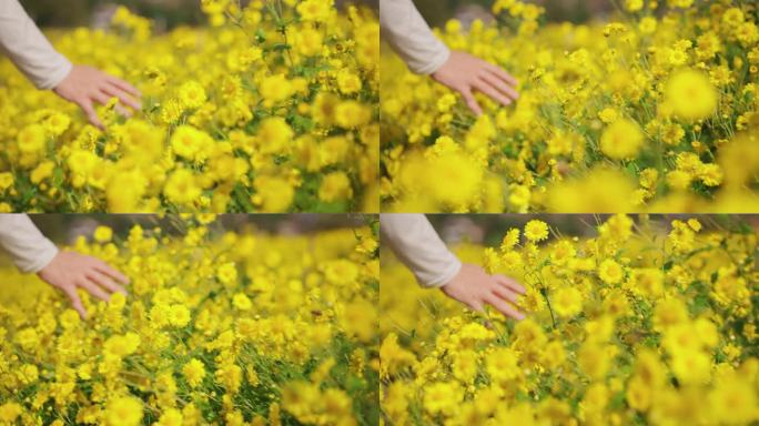不认识的女人的手抚摸着植物园里美丽的黄菊，开心地散步，享受大自然的清爽和放松
