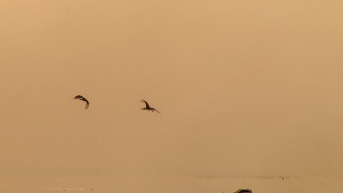 湖上飞鸟