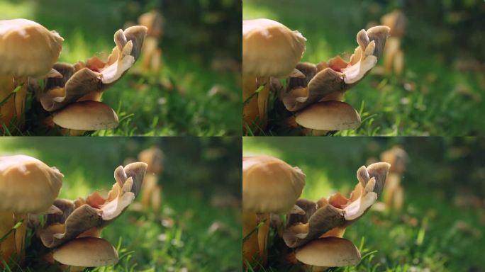 中等特写镜头的蘑菇生长在一个花园的体积不明。浅景深