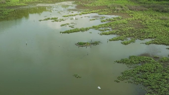 美国密苏里州斯皮尔湖湿地上的水鸟。空中拍摄