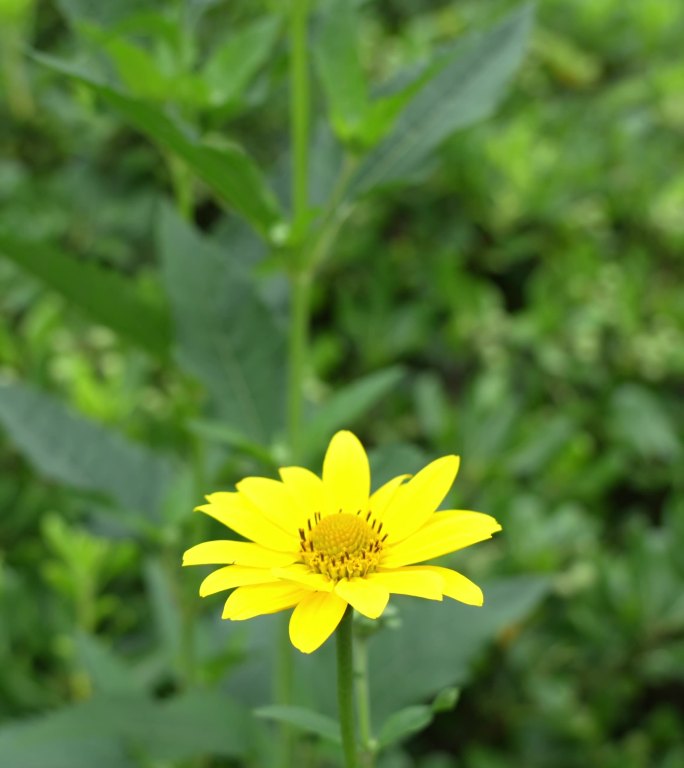 赛菊芋特写 竖屏