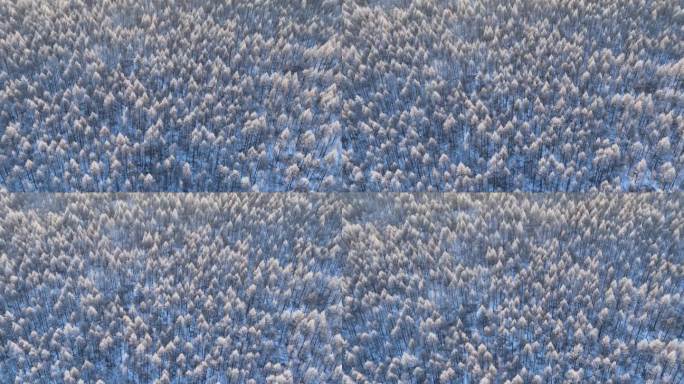 航拍大兴安岭阳光雪林