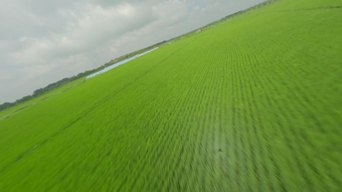 穿越机航拍稻田水稻冲击力贴近灰片东北黑土