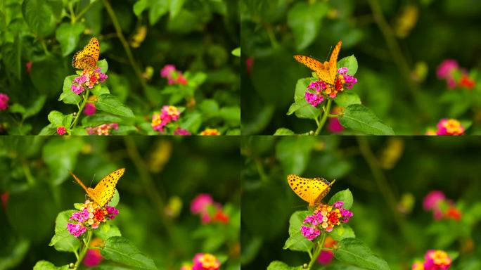 花朵蝴蝶升格画面