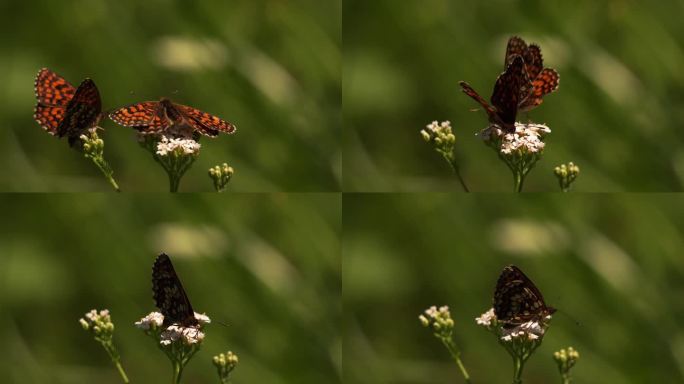 两只贝母蝴蝶在一朵白花上打架，一只蝴蝶飞走了
