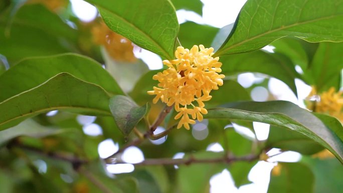 秋季桂花枝头特写实拍小合集