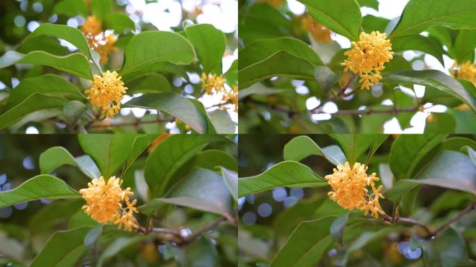 秋季桂花枝头特写实拍小合集