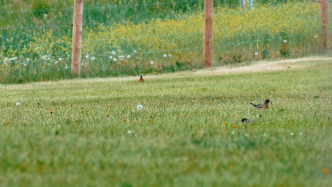 美国知更鸟白天在草地上寻找食物的慢动作镜头
