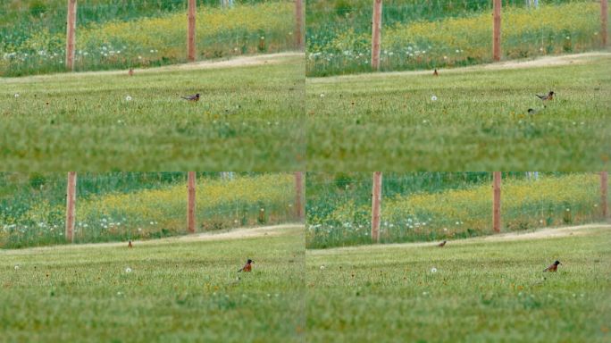 美国知更鸟白天在草地上寻找食物的慢动作镜头