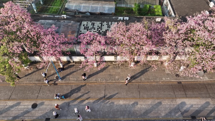 中国广东省广州市天河区华南师范大学异木棉