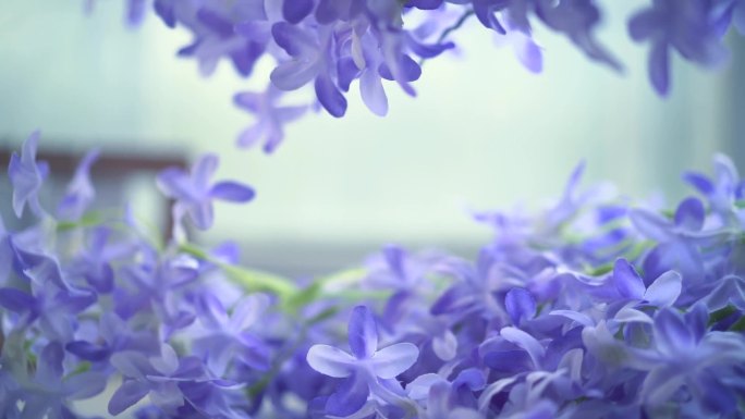 前景 花朵 紫色花 唯美视频 素材 转场