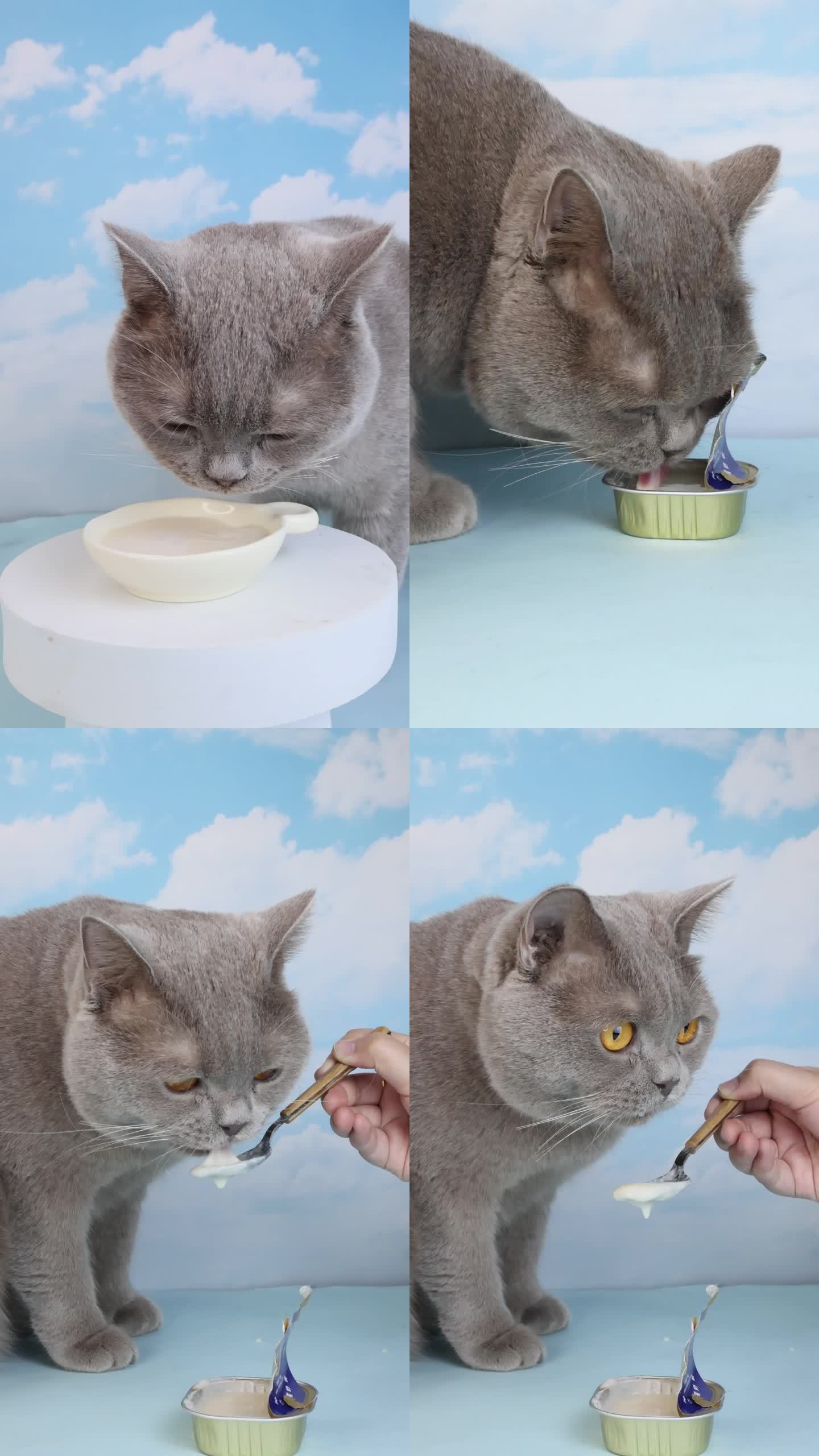 蓝猫成猫在桌上吃幼猫奶昔罐头