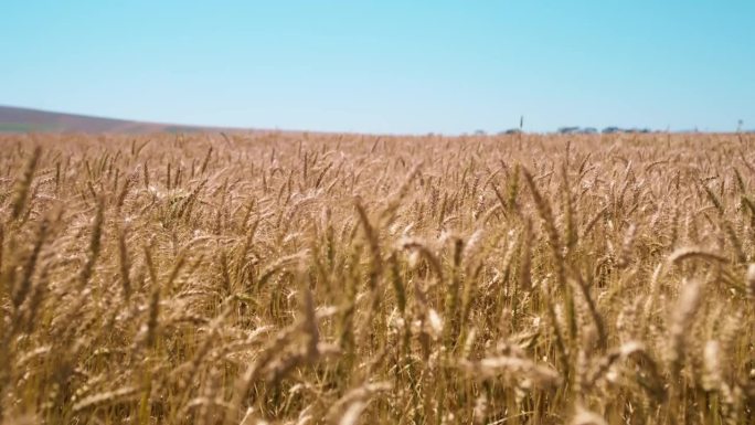 农场的小麦、谷物和自然，乡村的景观和种子在风中生长、食物和可持续性。作物生产，田间和植物在农业，生态