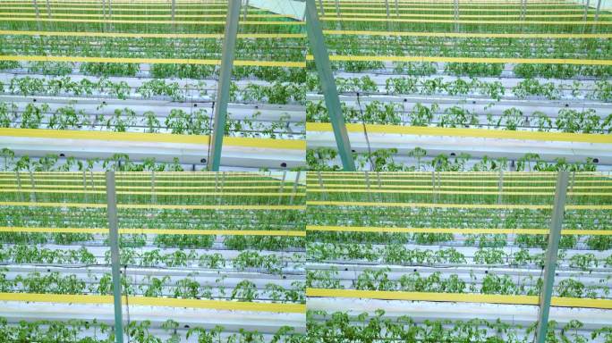 科技大棚番茄幼苗智能温室现代农业