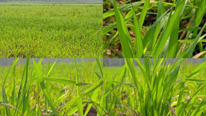 农田里的杂草青草