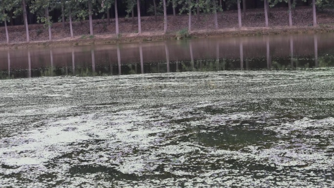 河水水体富营养化 水藻蓝藻水质污染延时