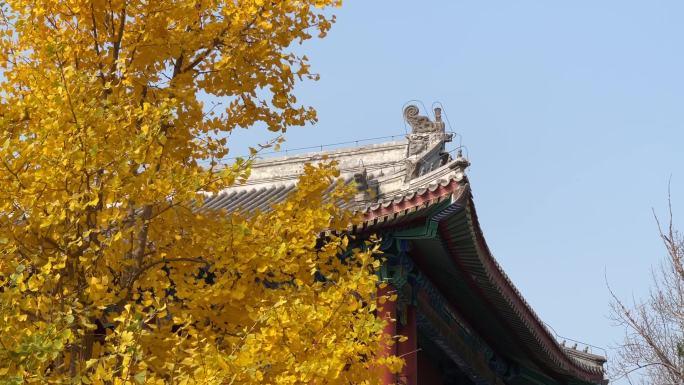 北京潭柘寺银杏树千年古刹潭柘寺千年银杏树