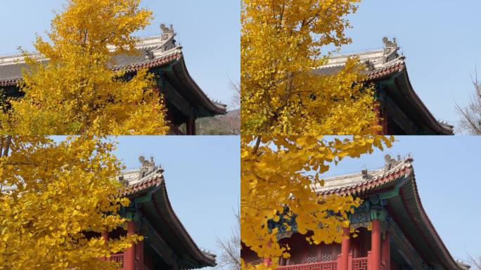 北京潭柘寺银杏树千年古刹潭柘寺千年银杏树