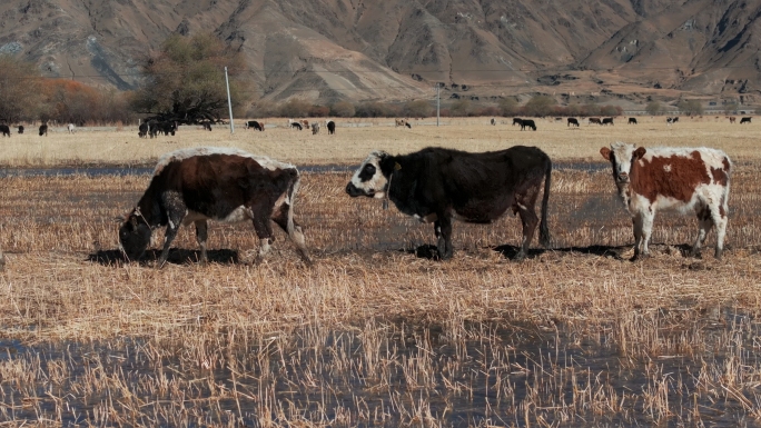 西藏冬天藏区牧牛藏民赶牛西藏养殖冬日高原