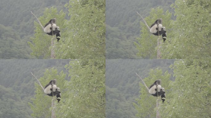 大熊猫卡在树上睡觉log素材