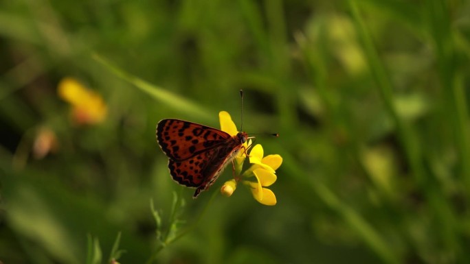 一种斑点贝母或红带贝母(斑贝母)，在高山草地上的一朵黄花上觅食