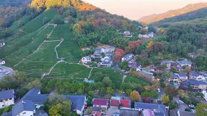 唯美杭州西湖龙井茶文化景区航拍茶园地茶叶