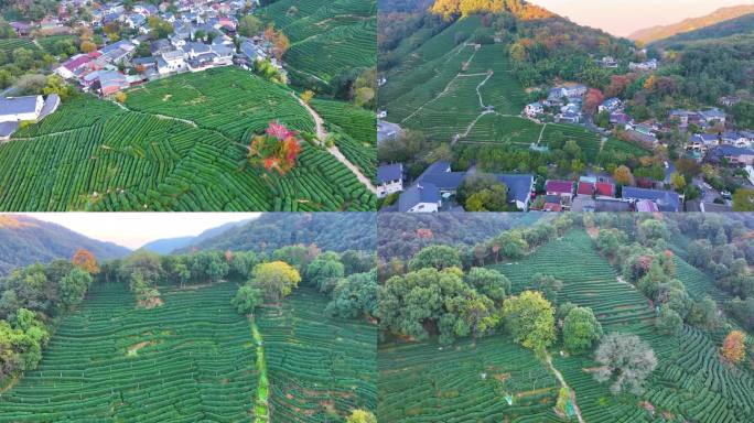 唯美杭州西湖龙井茶文化景区航拍茶园地茶叶