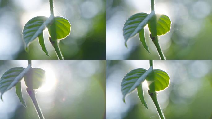 植物光斑 叶子光斑  植物触丝1